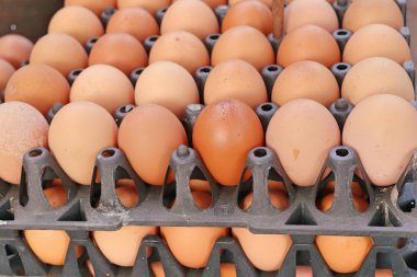 Pazardaki yumurtalar.