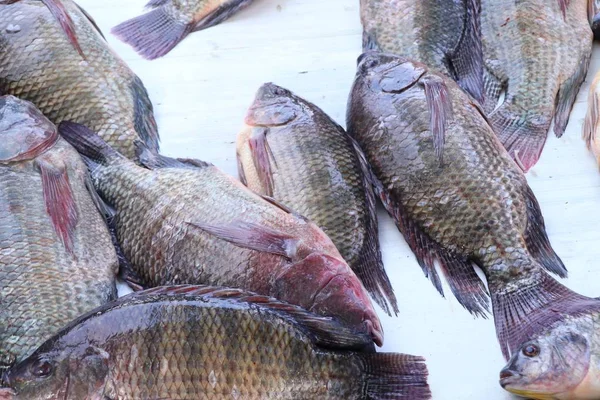 Fisk på marknaden — Stockfoto