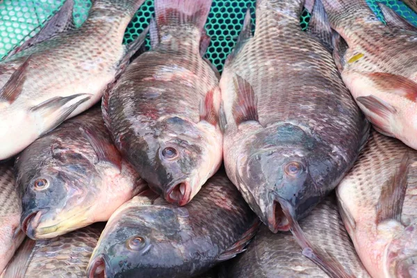Pesce al mercato — Foto Stock