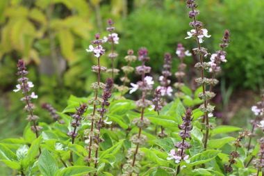 Fesleğen bitki doğa