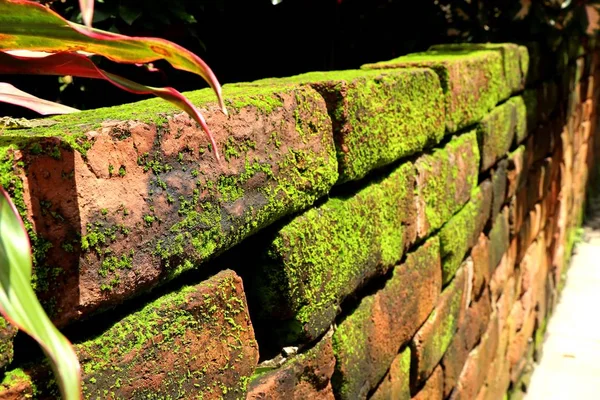 Moss on brick blocks — Stock Photo, Image