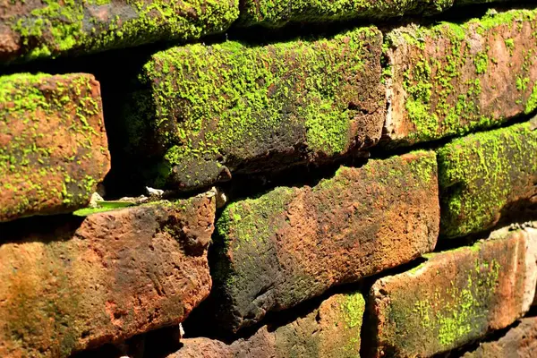 Tuğla bloklar üzerinde yosun — Stok fotoğraf