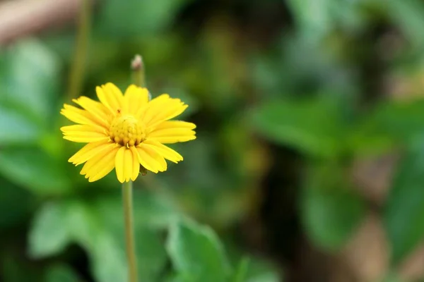 Diasy blomma i naturen — Stockfoto