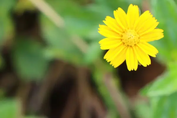 Fleur diasy dans la nature — Photo