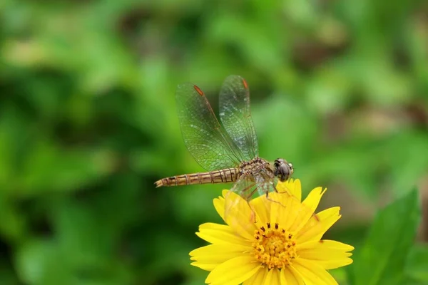 Diasy Blume in der Natur — Stockfoto