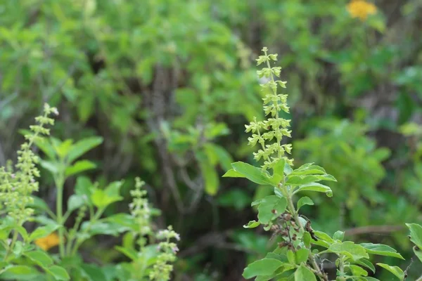 Planta de albahaca en naturaleza —  Fotos de Stock