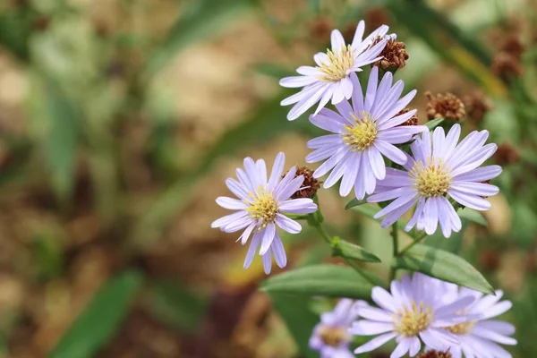 Diasy bloem in de natuur — Stockfoto