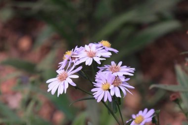 Doğada Diasy çiçek