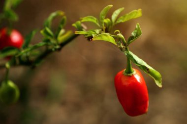 Doğa içinde Brezilya biber