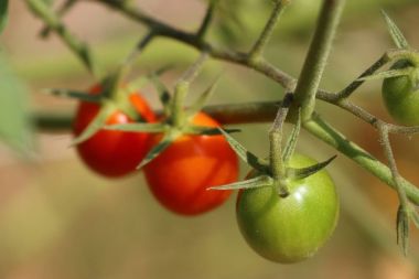 Dallar kiraz domates