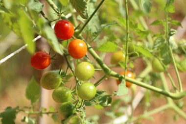 Dallar kiraz domates