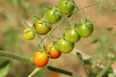 Dallar kiraz domates