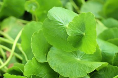 Doğadaki Asya yaprak