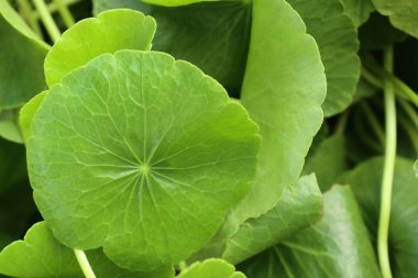 Doğadaki Asya yaprak