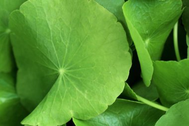 Doğadaki Asya yaprak