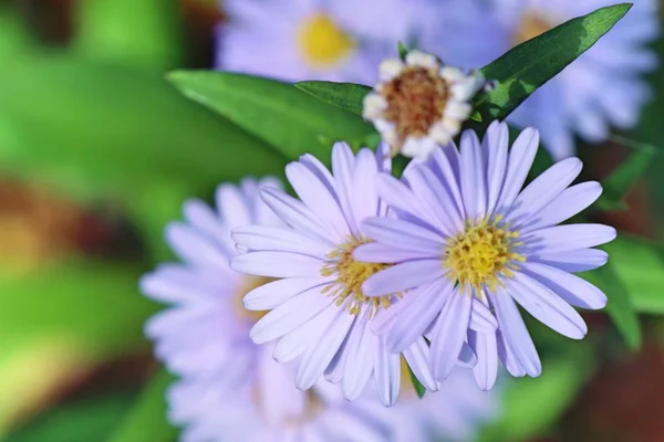 Flor de diasy na natureza — Fotografia de Stock