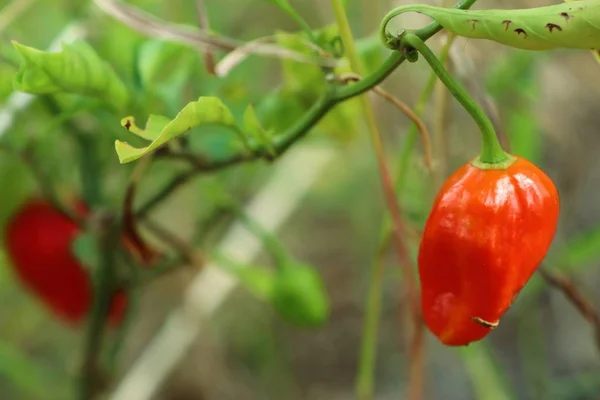 Pimientos de Brasil en la naturaleza — Foto de Stock