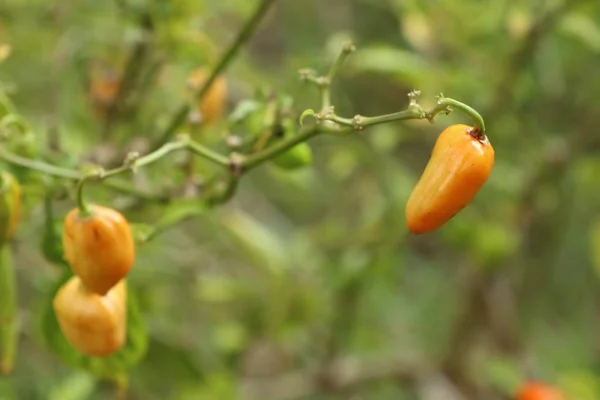 Pimientos de Brasil en la naturaleza — Foto de Stock