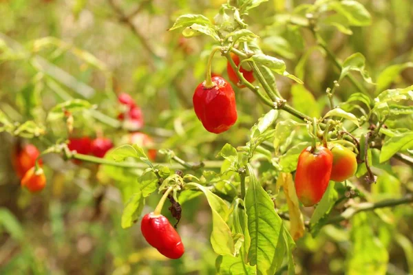 Pimientos de Brasil en la naturaleza — Foto de Stock