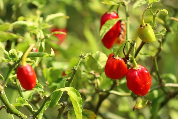 Pimientos de Brasil en la naturaleza — Foto de Stock