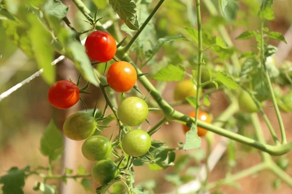Branches de tomates cerises — Photo