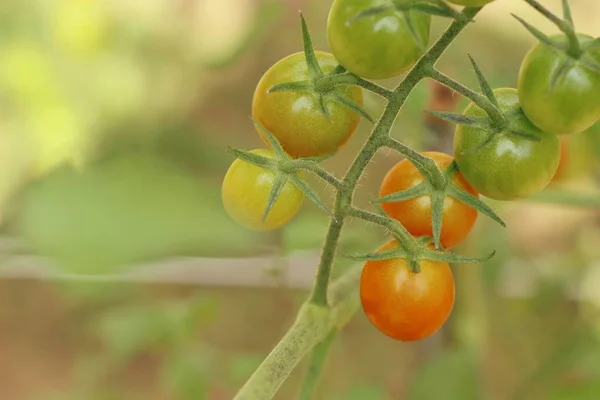 Branches de tomates cerises — Photo