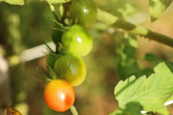 Branches de tomates cerises — Photo