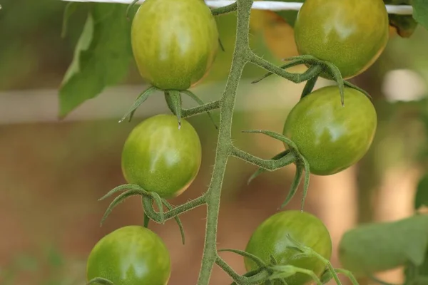 Gałęzie z pomidorów cherry — Zdjęcie stockowe
