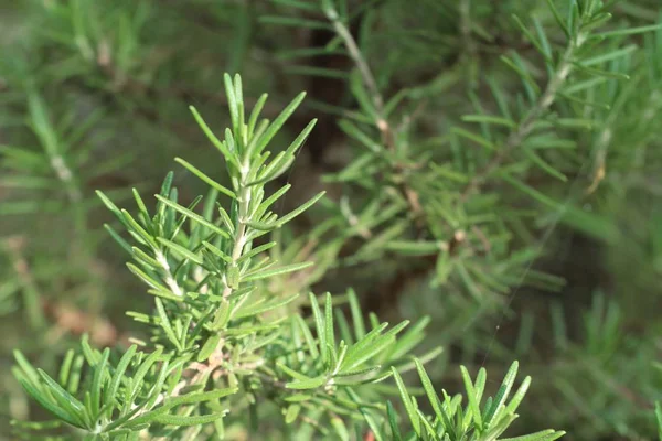 Plante de romarin dans la nature — Photo