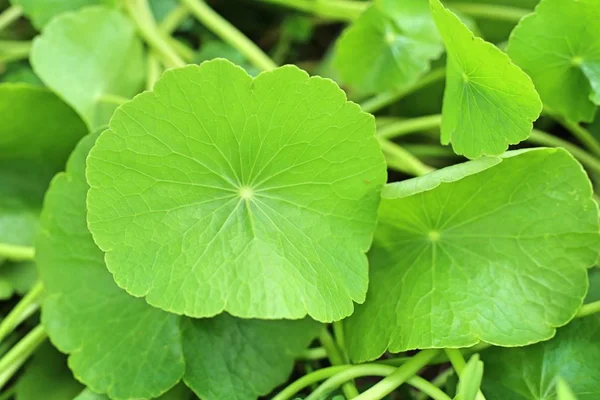 Hoja asiática en la naturaleza — Foto de Stock