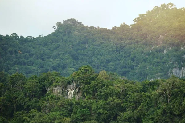 熱帯の木 — ストック写真
