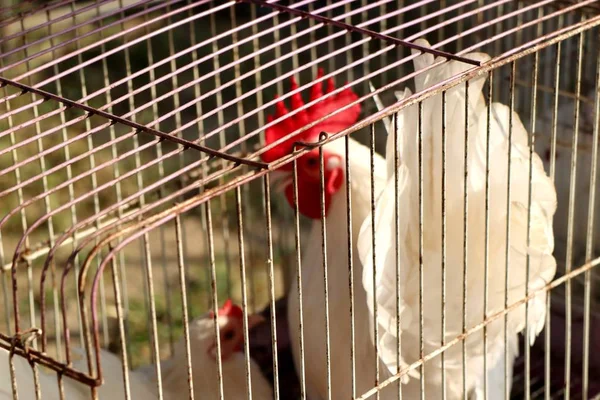 Pollo in gabbia al mercato — Foto Stock