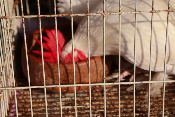 Pollo in gabbia al mercato — Foto Stock