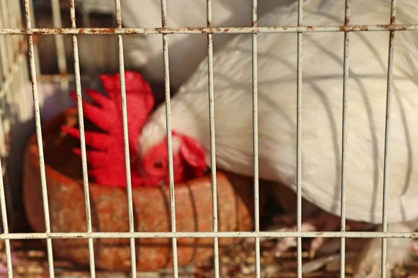 Курица в клетке на рынке — стоковое фото
