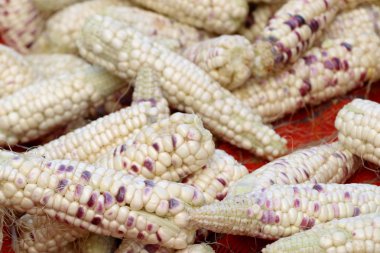 Markette taze Mısır