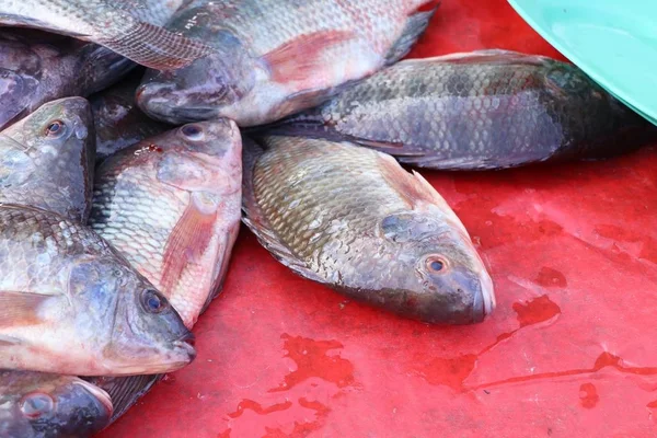 Fish at the market — Stock Photo, Image