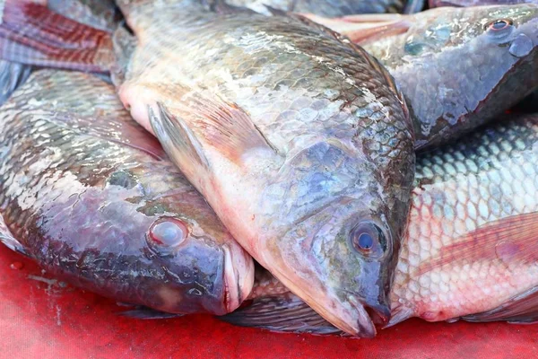 Le poisson au marché — Photo