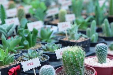 piyasa, kaktüs