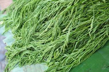 Akasya pennata Market