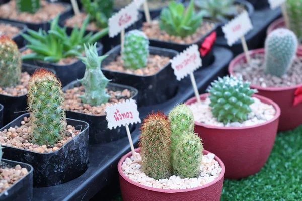 Cactus al mercato — Foto Stock