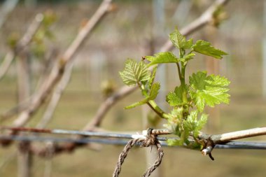 Yeni filizlenen üzüm yaprakları