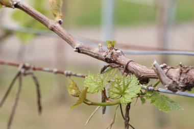 Yeni filizlenen üzüm yaprakları