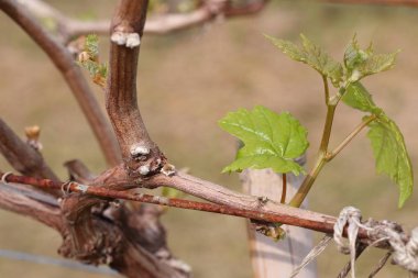 Yeni filizlenen üzüm yaprakları