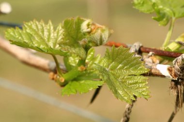 Yeni filizlenen üzüm yaprakları