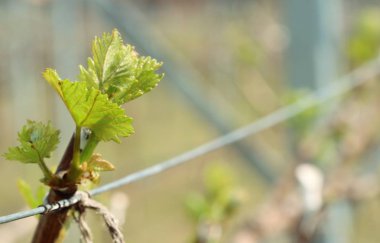 Yeni filizlenen üzüm yaprakları