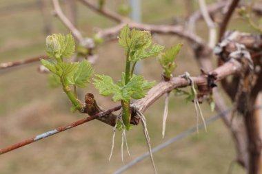 Yeni filizlenen üzüm yaprakları