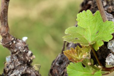 Yeni filizlenen üzüm yaprakları