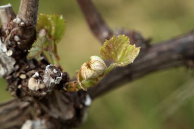 Yeni filizlenen üzüm yaprakları
