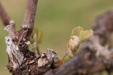 Yeni filizlenen üzüm yaprakları