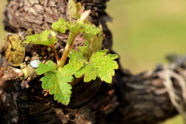 Yeni filizlenen üzüm yaprakları